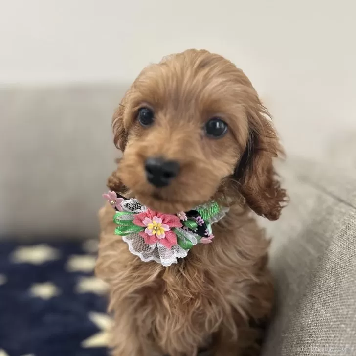 K.O 様のお迎えした子犬