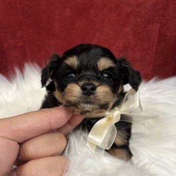 チワプー(トイプードル×チワワ)【埼玉県・男の子・2025年10月3日・ブラックタン】の写真「整ったお顔のぬいぐるみのような男の子✨」