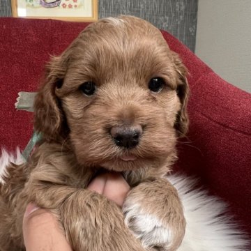 コッカプー(トイプードル×アメリカンコッカースパニエル)【埼玉県・男の子・2025年10月7日・レッド】の写真「癒し系で愛嬌たっぷりの男の子です✨」