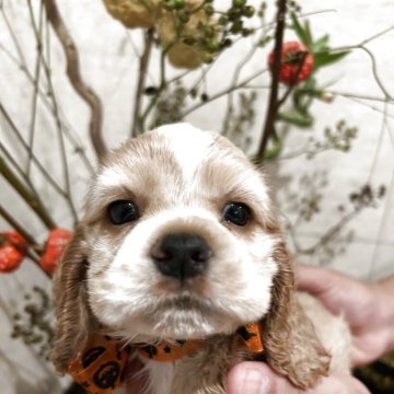 アメリカンコッカースパニエル【埼玉県・男の子・2025年9月4日・バフ&ホワイト】の写真「まる顔で癒し系のコッカーの男の子🐾」