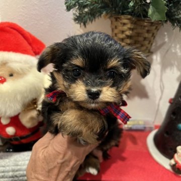 チワプー(トイプードル×チワワ)【埼玉県・女の子・2025年10月3日・ブラックタン】の写真「くっきりブラックタンの可愛い女の子」