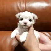 マルチーズ