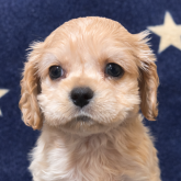 アメリカンコッカースパニエル