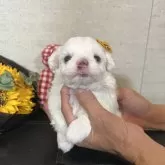 マルチーズ