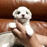 マルチーズ