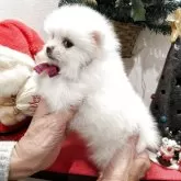 ポメラニアン【埼玉県・女の子・2025年10月14日・ホワイト】の写真3