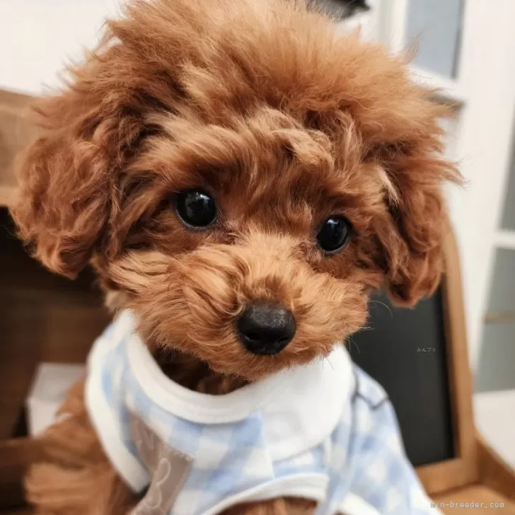 ID：2412-04934の子犬