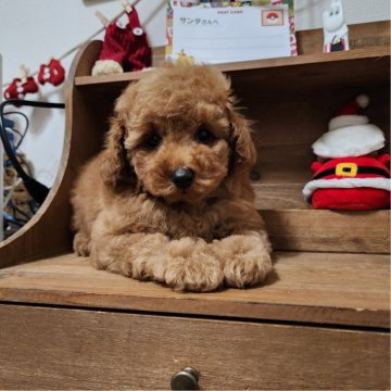 タイニープードル【徳島県・男の子・2025年10月6日・レッド】の写真「ふわふわ、モコモコの可愛い男の子」