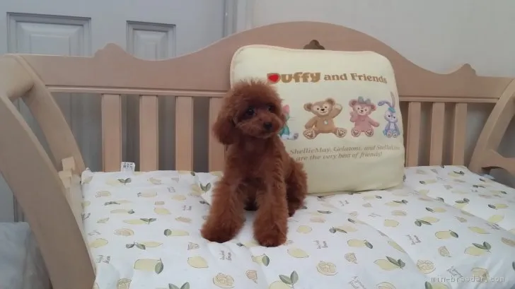 COCO 様のお迎えした子犬