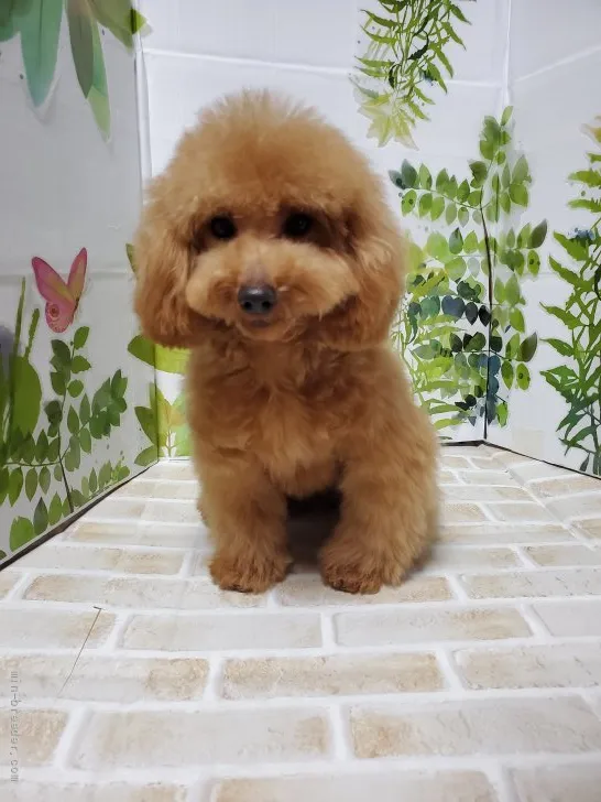 ID：2108-00268の子犬