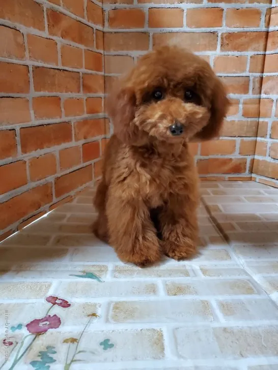 ID：2011-02532の子犬
