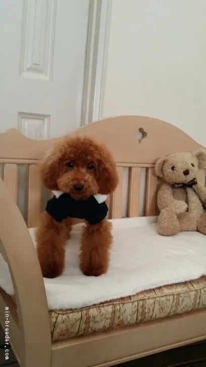 ID：1809-00646の子犬