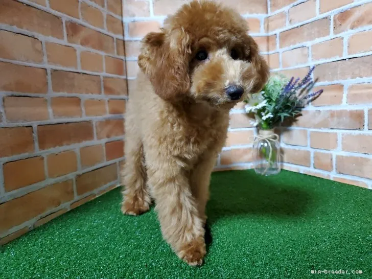 ID：2012-01192の子犬