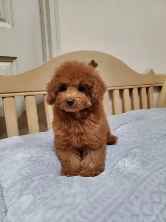 ID：2012-01730の子犬