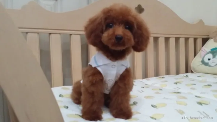 ID：1805-01828の子犬