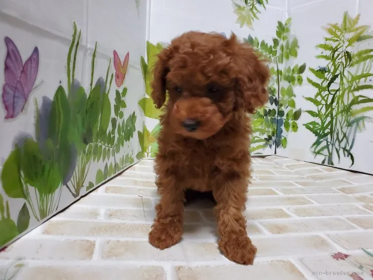 ID：2204-02188の子犬