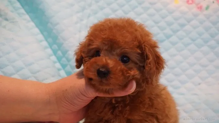 ID:1703-01428の子犬