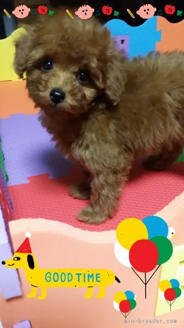 ID：1801-02088の子犬