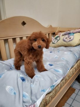 トイプードル(タイニー)【徳島県・男の子・2019年9月5日・レツド】の写真「☆甘えん坊で人懐っこい男の子☆」