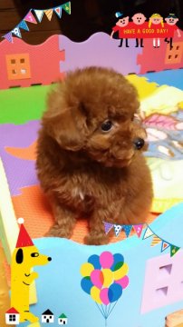 トイプードル(ティーカップ)【徳島県・女の子・2017年12月2日・レッド】の写真「姉妹で仲良し☆もこもこな妹ちゃん＊。・」