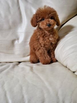 トイプードル(タイニー)【徳島県・男の子・2019年9月5日・レッド】の写真「❤可愛いお顔の男の子❤」