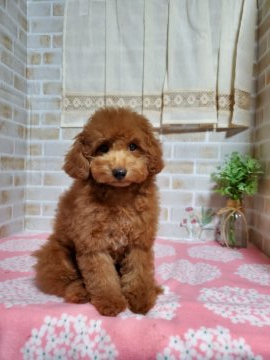 トイプードル(タイニー)【徳島県・男の子・2020年4月22日・レッド】の写真「☆甘えん坊で人懐っこい男の子☆」