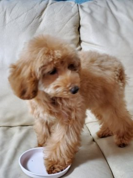 トイプードル(タイニー)【徳島県・男の子・2019年10月16日・アプリ】の写真「♥️甘えん坊で人懐っこい6ヵ月の男の子♥️」