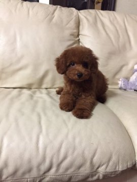 トイプードル(タイニー)【徳島県・男の子・2019年1月28日・レッド】の写真「☆人懐っこくて元気なぼくちゃん☆」