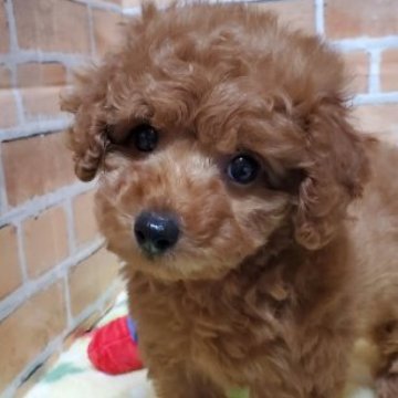 トイプードル(タイニー)【徳島県・男の子・2023年2月2日・レッド】の写真「お目めくるくる可愛い男の子」
