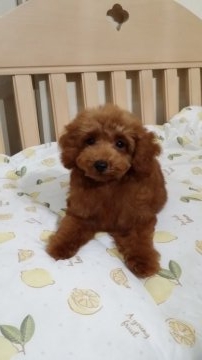 トイプードル(タイニー)【徳島県・男の子・2018年6月6日・レッド】の写真「☆元気でかわいいお顔の男の子☆写真追加しました」