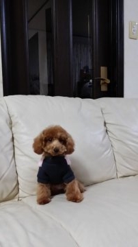 トイプードル(タイニー)【徳島県・女の子・2018年6月6日・レッド】の写真「♡6カ月の可愛い女の子♡」