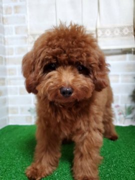 トイプードル(タイニー)【徳島県・男の子・2020年1月18日・レッド】の写真「♥️ふわふわモコモコ可愛い男の子♥️」