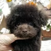 ティーカッププードル