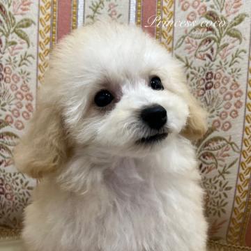 トイプードル(ティーカップ)【大阪府・男の子・2022年9月6日・クリーム】の写真「ティーカップサイズ予想の男の子♡」