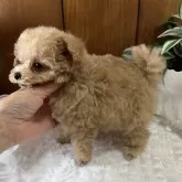 ティーカッププードル【大阪府・女の子・2024年6月27日・アプリコット】の写真3「あんよも短めです。」