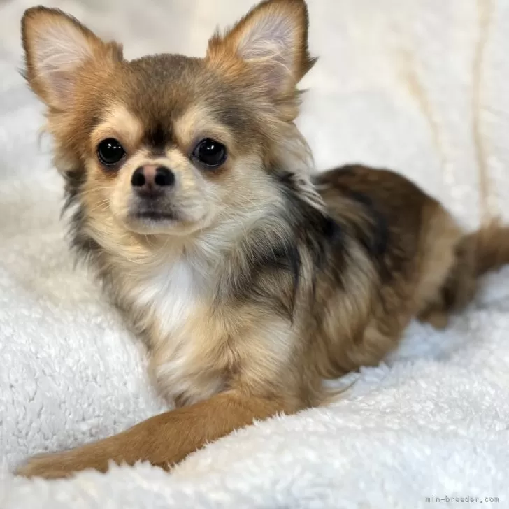 ID：2407-02954の子犬