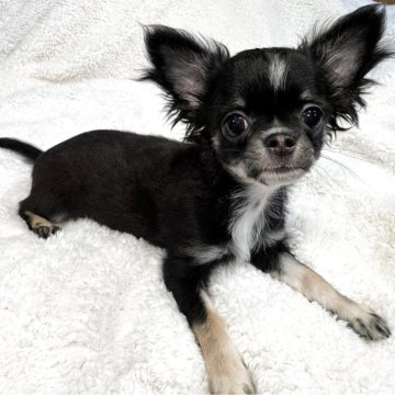 チワワ(ロング)【滋賀県・男の子・2025年6月18日・ブラックタン&ホワイト】の写真「甘えん坊の可愛い男の子です。」