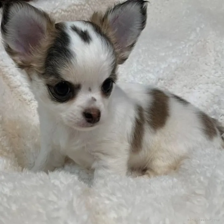 ちぃた 様のお迎えした子犬