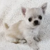 チワワ(ロング)【滋賀県・女の子・2023年8月26日・クリーム&ホワイト】の写真1