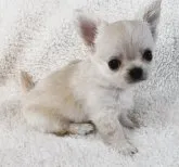 チワワ(ロング)【滋賀県・女の子・2023年8月26日・クリーム&ホワイト】の写真2