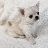 チワワ(ロング)【滋賀県・女の子・2023年8月26日・クリーム&ホワイト】の写真4