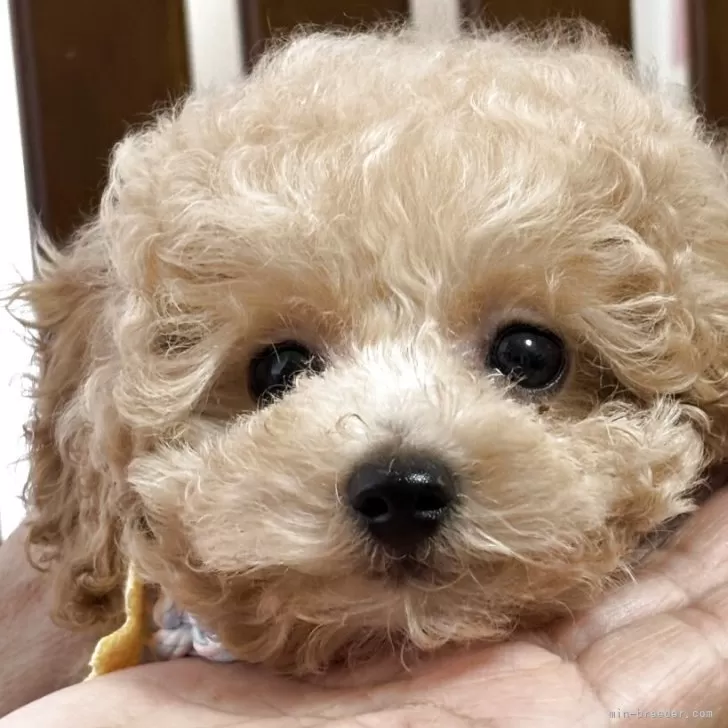 ID：2505-02502の子犬