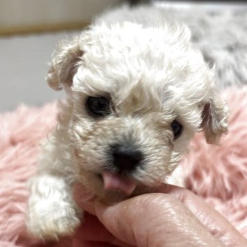 トイプードル(ティーカップ)【広島県・女の子・2025年10月15日・クリーム】の写真「🩷小さな天使🩷」