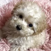 ティーカッププードル