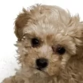 ティーカッププードル