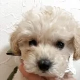 タイニープードル