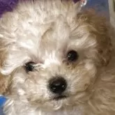 ティーカッププードル