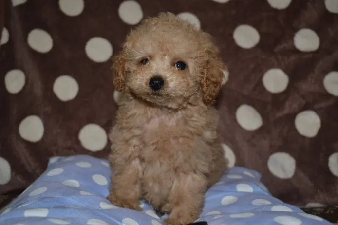 ID：1411-00655の子犬