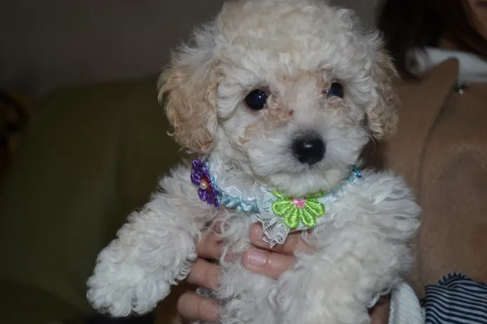 ID:1502-00161の子犬