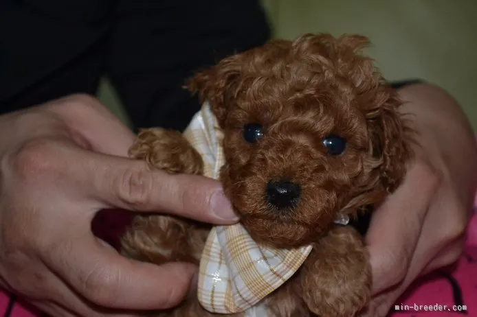 ID:1510-01554の子犬